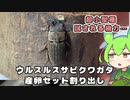 【クワガタ飼育】ウルスルスサビクワガタ 産卵セット割り出し