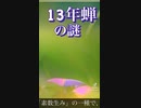 13年蝉の謎