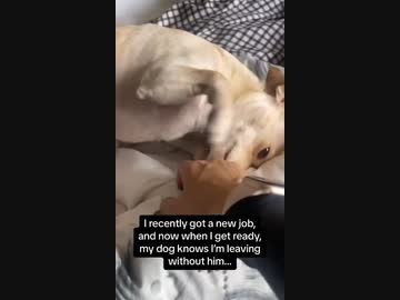 ホモと見る飼い主が出かけることを悟って悲しそうにする犬