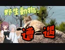 【ニコニコ岩】瀬戸内の絶景で野生動物に遭遇【ソフトウェアトーク旅行】