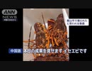 中国密漁団に狙われる日本の高級海産物「検挙の瞬間」