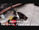 (熊警戒態勢発令)変態忍者の、有害鳥獣駆除従事活動記・その２８７