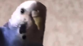 20190412/セキセイインコのアオちゃん/ワキワキ