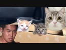 ホモと見る突然生後1ヶ月の捨て猫を2匹拾ってしまう猫系youtuber