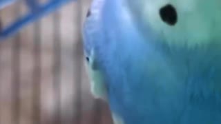 20191007/セキセイインコのアオちゃん/水浴び