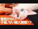 青き瞳の次女子猫、次男坊猫の教えを引き継ぐ