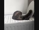 ホモと見る無限ループから抜け出せないネコ