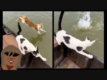 ホモと見る川に飛び込む猫にドン引きする猫