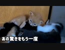 初めて子猫が子猫の頭を思いっきり噛む「体は小さいけど思いっきり体重が乗っています」