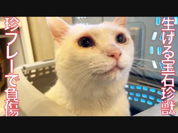 生ける宝石珍獣、あり得ない感じで怪我をする