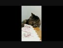 保冷剤を欲する猫がかわいい動画