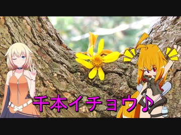 ＲＧ２５０Γで行く！垂水千本イチョウ♪
