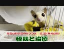【 #フクロモモンガ 】怪我と治療【 #メンバーシップ  】