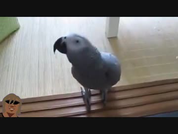 ホモと見るウンコしたことを報告してくれる鳥