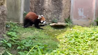 【低カロリー動画】レッサーパンダ駆ける！【多摩動物公園】