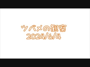 つばめの観察2024No016
