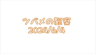 つばめの観察2024No016