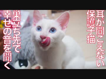 耳が聞こえない子猫、巣立ち先で幸せの音を聞く