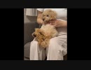 マッサージされて寝落ちするdog