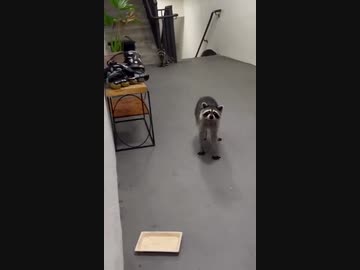 ホモと見る置き配を荒らすタヌキ