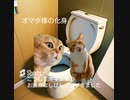 びちょ濡れ全線発令中オマタも頭も緩い～オマタ様サラサラおパンツでお許しください#shorts   #short    #lgbt   #funny   #猫ミーム