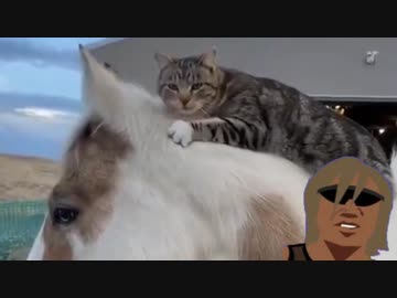 ホモと見る馬に乗っただけでめっちゃ強そうに見える猫