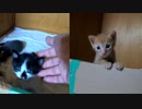 シャドーボクシングする子猫が可愛い「飼主の手の平にも猫パンチ」将来は家ボス？はたまた一家の主？