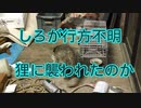 2024・猫の名前はしろNO45（最終回）
