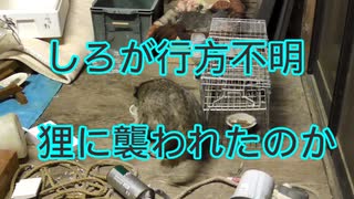 2024・猫の名前はしろNO45（最終回）