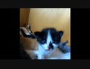 【ショート】人生は楽しい？「子猫の生活もきっと楽しいはずだよ」