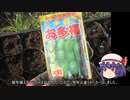 ゆっくり農民239ソラマメを育ててみませんか？#8