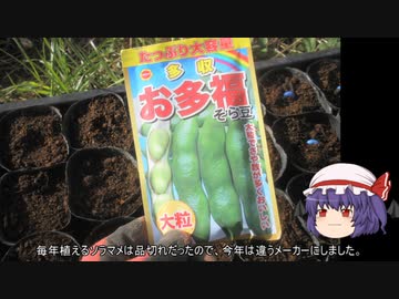 ゆっくり農民239ソラマメを育ててみませんか？#8