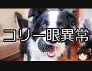 【ゆっくり朗読】ゆっくりさんと不思議な病気 その653