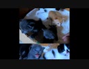 【ショート】飼主になれつつある子猫たち