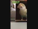 20190422/コザクラインコのチャー/箱にて