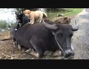 ベトナム　バイク旅行