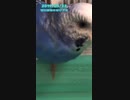 20190422/セキセイインコのアオちゃん/ゼロ距離水浴び