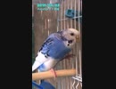 20190422/セキセイインコのアオちゃん/ヘドバン？！