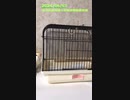 20240607/コザクラインコのチャーちゃん/扉の開く合図は〜