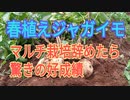 ジャガイモ植付けから100日で収穫！マルチ栽培辞めたら驚きの好成績に！