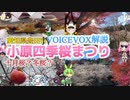 ［冬桜？］［１０月桜？］【小原四季桜まつり】VOICEVOX解説（愛知県豊田市小原町）