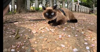 【神社の招き猫と遭遇！】桜を見に神社に猫と行ってきた！I went to a shrine with my cat to see the cherry blossoms!