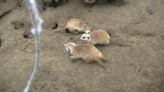 ミーアキャット①