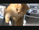 ネコvs猫ちゃん対策テーブル
