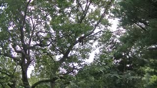 レッサーパンダ① (1080p)