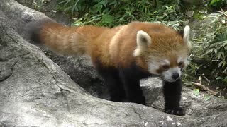 レッサーパンダ② (1080p)