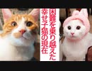 困難を乗り越えた子猫4姉弟、里親先での幸せ通信