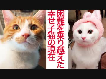 困難を乗り越えた子猫4姉弟、里親先での幸せ通信