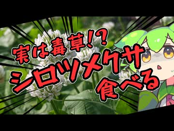 お腹がすいたらシロツメクサ食べればいいじゃない【お祝いメシ投稿祭】