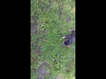 ミニチュアシュナウザーｖｓネズミその５